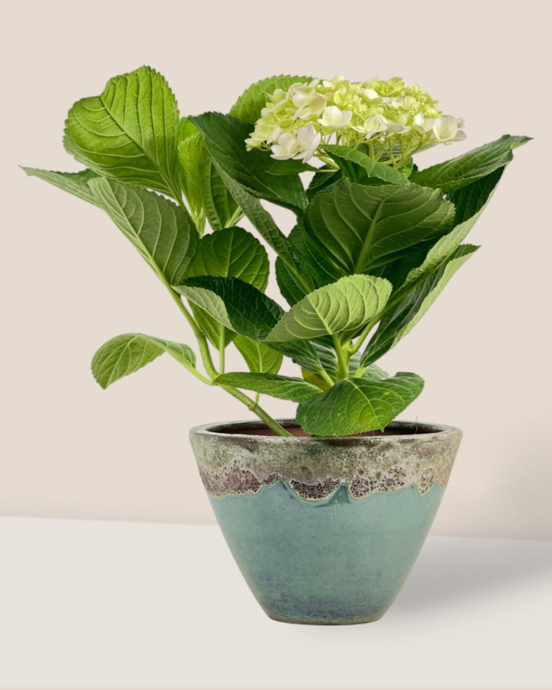 Hydrangea - jade sea cone planter - Potted plant - Tumbleweed Plants - Online Plant Delivery Singapore