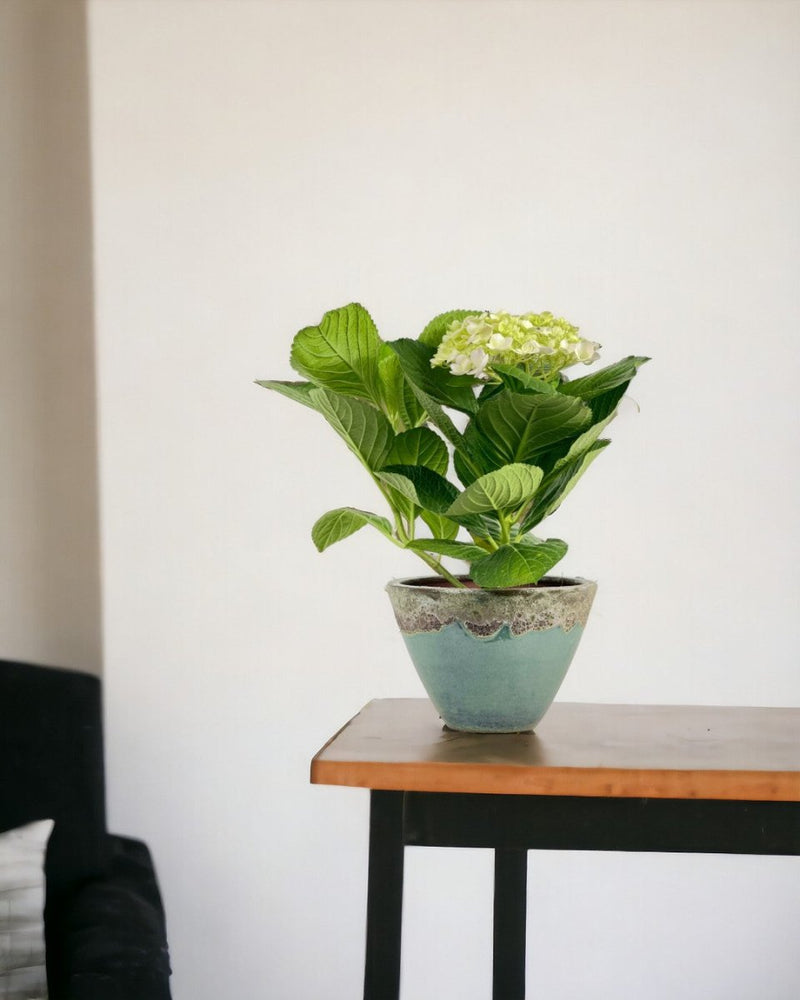 Hydrangea - jade sea cone planter - Potted plant - Tumbleweed Plants - Online Plant Delivery Singapore