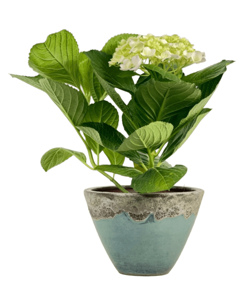 jade sea cone planter