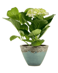 Hydrangea - Potted plant - POTT - POTT - LRG - 3361 - Tumbleweed Plants - Online Plant Delivery Singapore