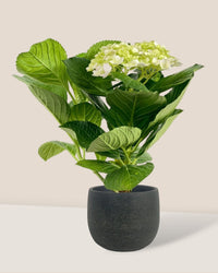Hydrangea - little bauble planter - quartz black - Potted plant - Tumbleweed Plants - Online Plant Delivery Singapore