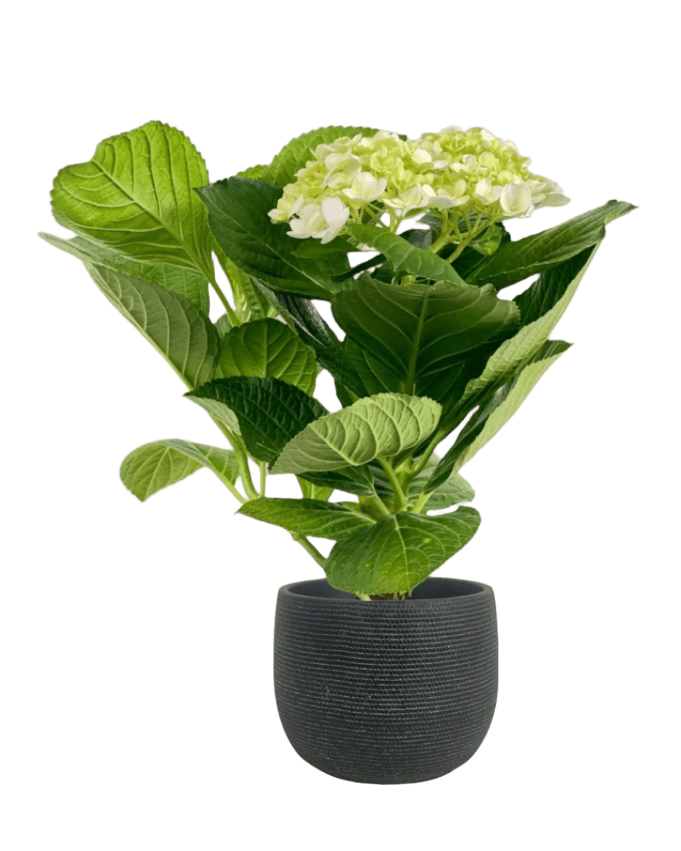 Hydrangea - Potted plant - POTT - POTT - MSF - 3362 - Tumbleweed Plants - Online Plant Delivery Singapore