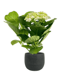 Hydrangea - Potted plant - POTT - POTT - MSF - 3362 - Tumbleweed Plants - Online Plant Delivery Singapore