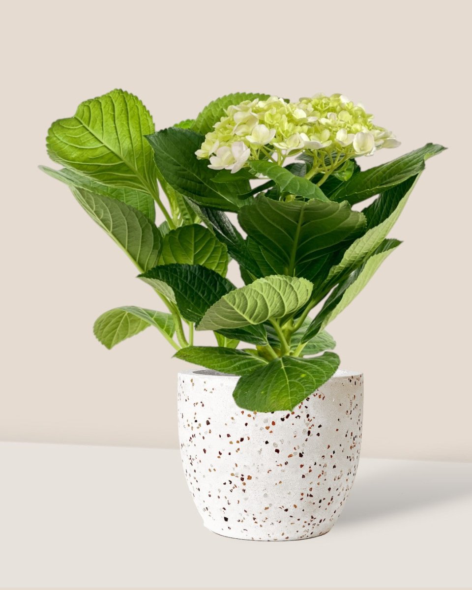 Hydrangea - medium egg pots - white - Potted plant - Tumbleweed Plants - Online Plant Delivery Singapore