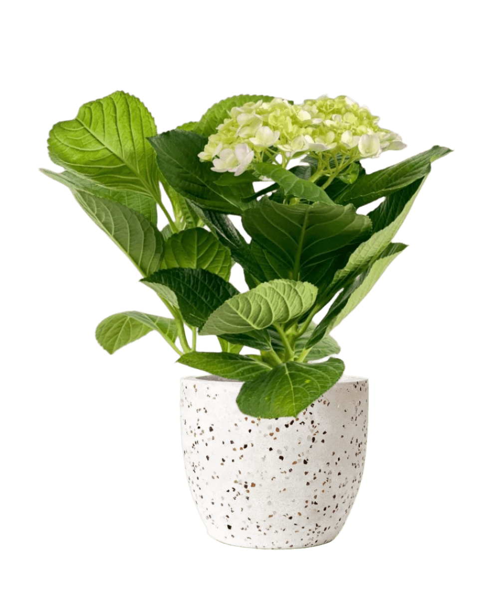 Hydrangea - Potted plant - POTT - POTT - MSF - 3363 - Tumbleweed Plants - Online Plant Delivery Singapore