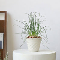 Ice Cream Cone Planter - Planter - 5815663443248 - Tumbleweed Plants - Online Plant Delivery Singapore
