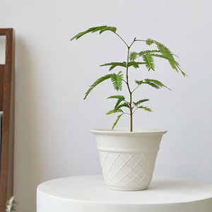 Ice Cream Cone Planter - Planter - 5815663443248 - Tumbleweed Plants - Online Plant Delivery Singapore