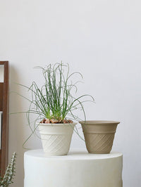 Ice Cream Cone Planter - Planter - 5815663443248 - Tumbleweed Plants - Online Plant Delivery Singapore