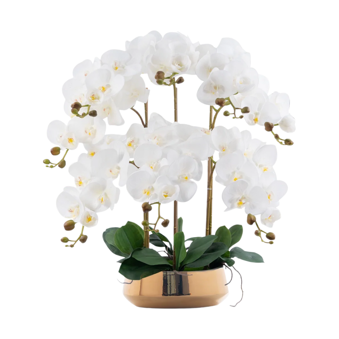 Java Palm - Potted plant - Tumbleweed Plants