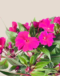 Impatiens Balsamina - grow pot - Potted plant - Tumbleweed Plants - Online Plant Delivery Singapore