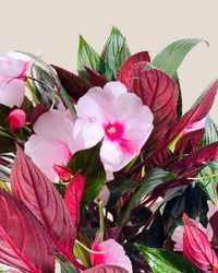 Impatiens Balsamina - grow pot - Potted plant - Tumbleweed Plants - Online Plant Delivery Singapore