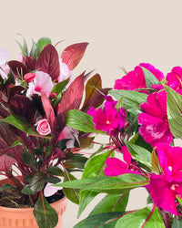 Impatiens Balsamina - grow pot - Potted plant - Tumbleweed Plants - Online Plant Delivery Singapore