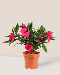 Impatiens Balsamina - grow pot - Potted plant - Tumbleweed Plants - Online Plant Delivery Singapore