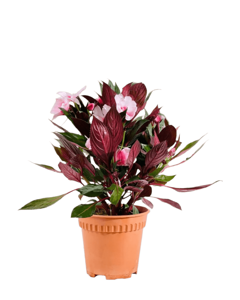 Impatiens Balsamina - Potted plant - POTT - IMPA - GRW - 6394 - Tumbleweed Plants - Online Plant Delivery Singapore