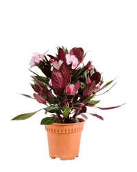 Impatiens Balsamina - Potted plant - POTT - IMPA - GRW - 6394 - Tumbleweed Plants - Online Plant Delivery Singapore