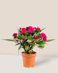 Impatiens Balsamina - grow pot - Potted plant - Tumbleweed Plants - Online Plant Delivery Singapore