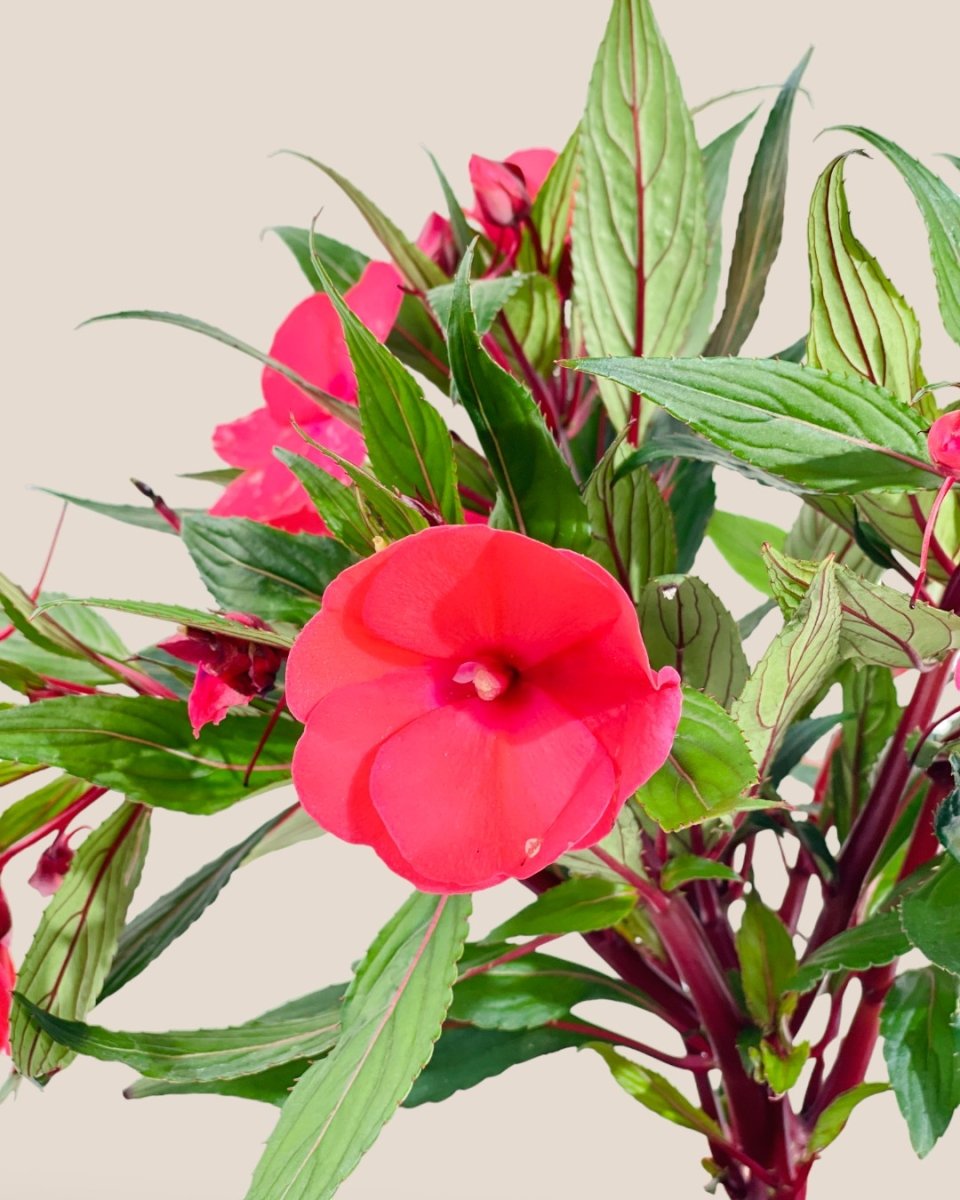 Impatiens Balsamina - grow pot - Potted plant - Tumbleweed Plants - Online Plant Delivery Singapore