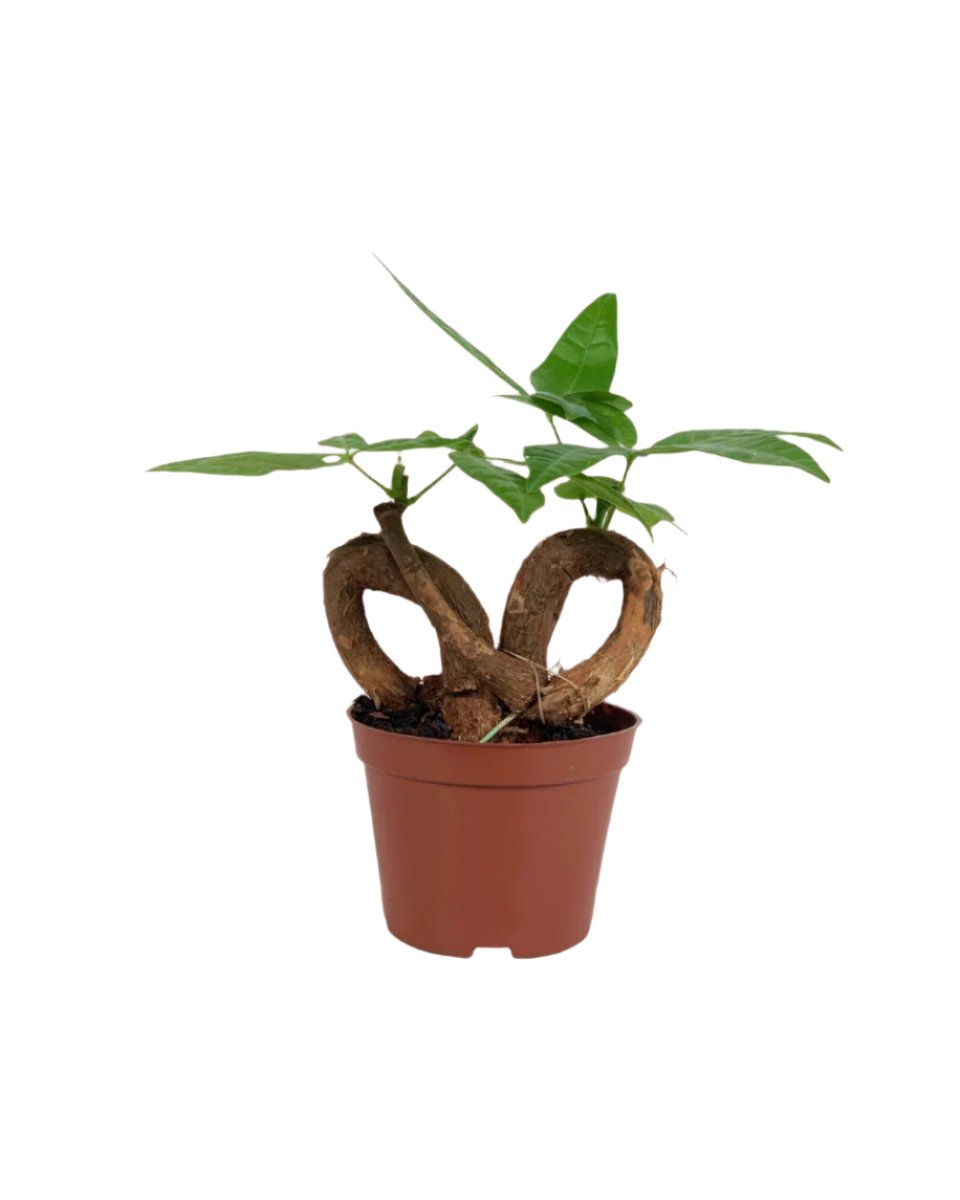 Infinity Money Tree - grow pot - Potted plant - Tumbleweed Plants - Online Plant Delivery Singapore