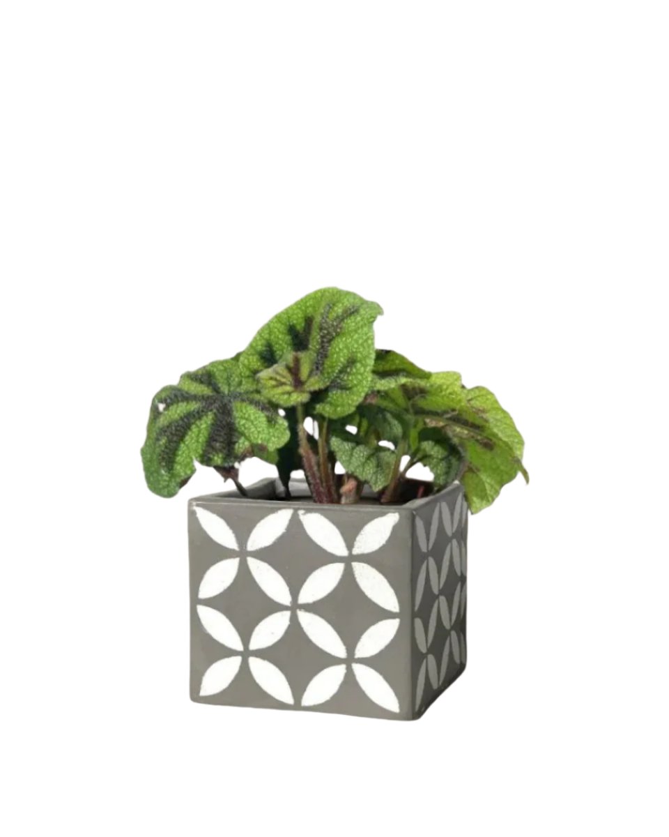 Iron Cross Begonia paired with cement cube planter