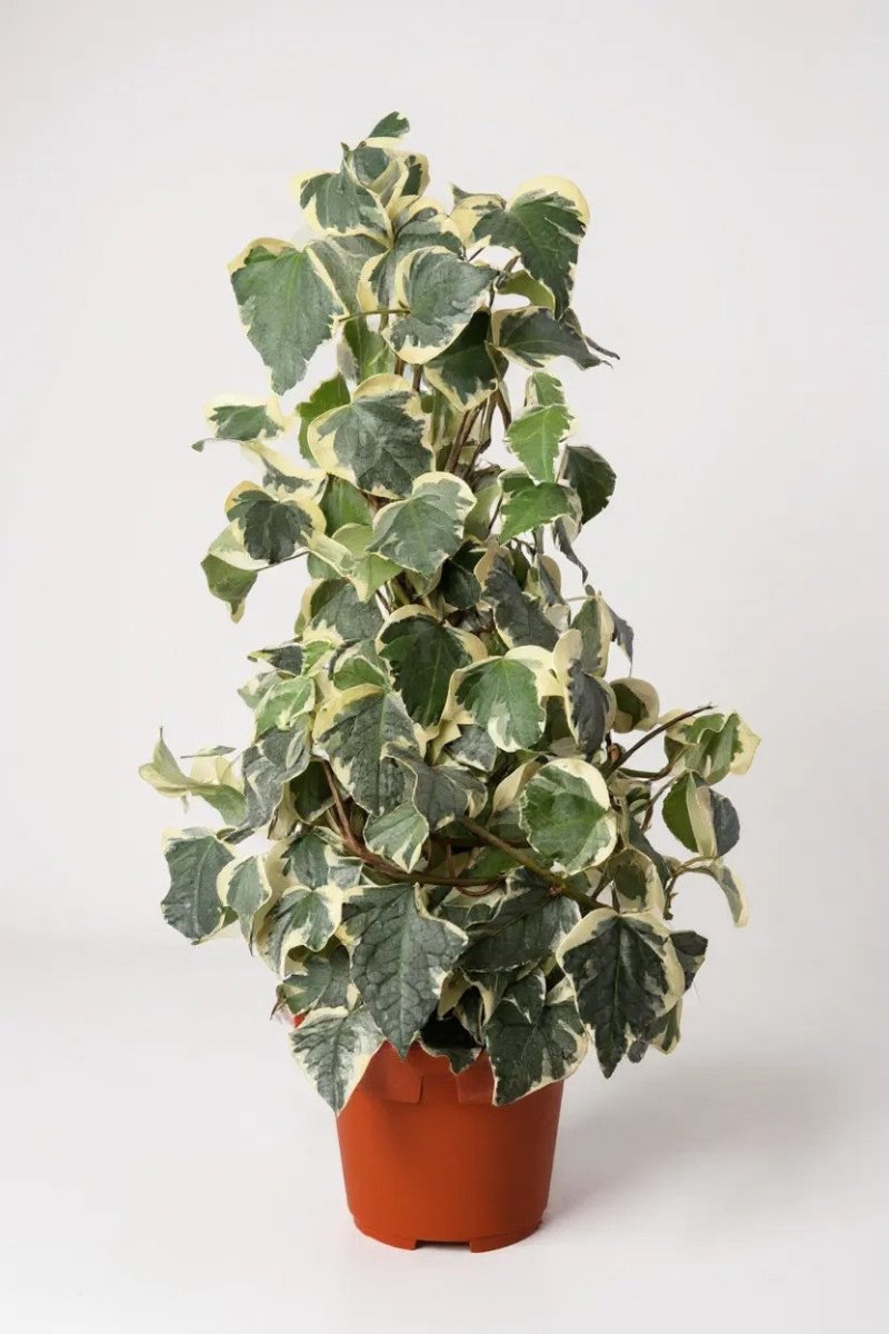 English Ivy Madagascar - Potted plant - POTT - ENGL - GRW - 7466 - Tumbleweed Plants - Online Plant Delivery Singapore
