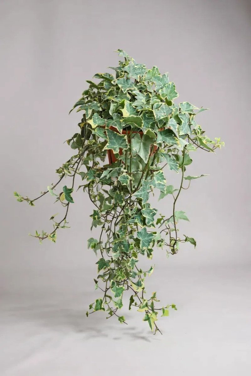 English Ivy Medium - Potted plant - POTT - ENGL - GRW - 7472 - Tumbleweed Plants - Online Plant Delivery Singapore