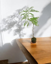 Jacaranda Bonsai - Kokedama - Potted plant - Tumbleweed Plants - Online Plant Delivery Singapore