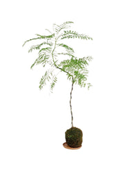 Jacaranda Bonsai - Kokedama - Potted plant - Tumbleweed Plants - Online Plant Delivery Singapore