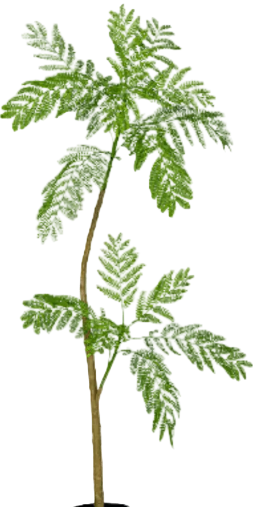 Jacaranda Tree (Life-like Artificial)