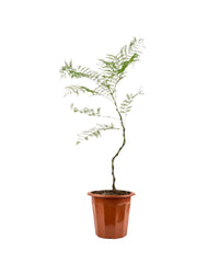 Jacaranda Mimosifolia (Japan) - grow pot - Potted plant - Tumbleweed Plants - Online Plant Delivery Singapore