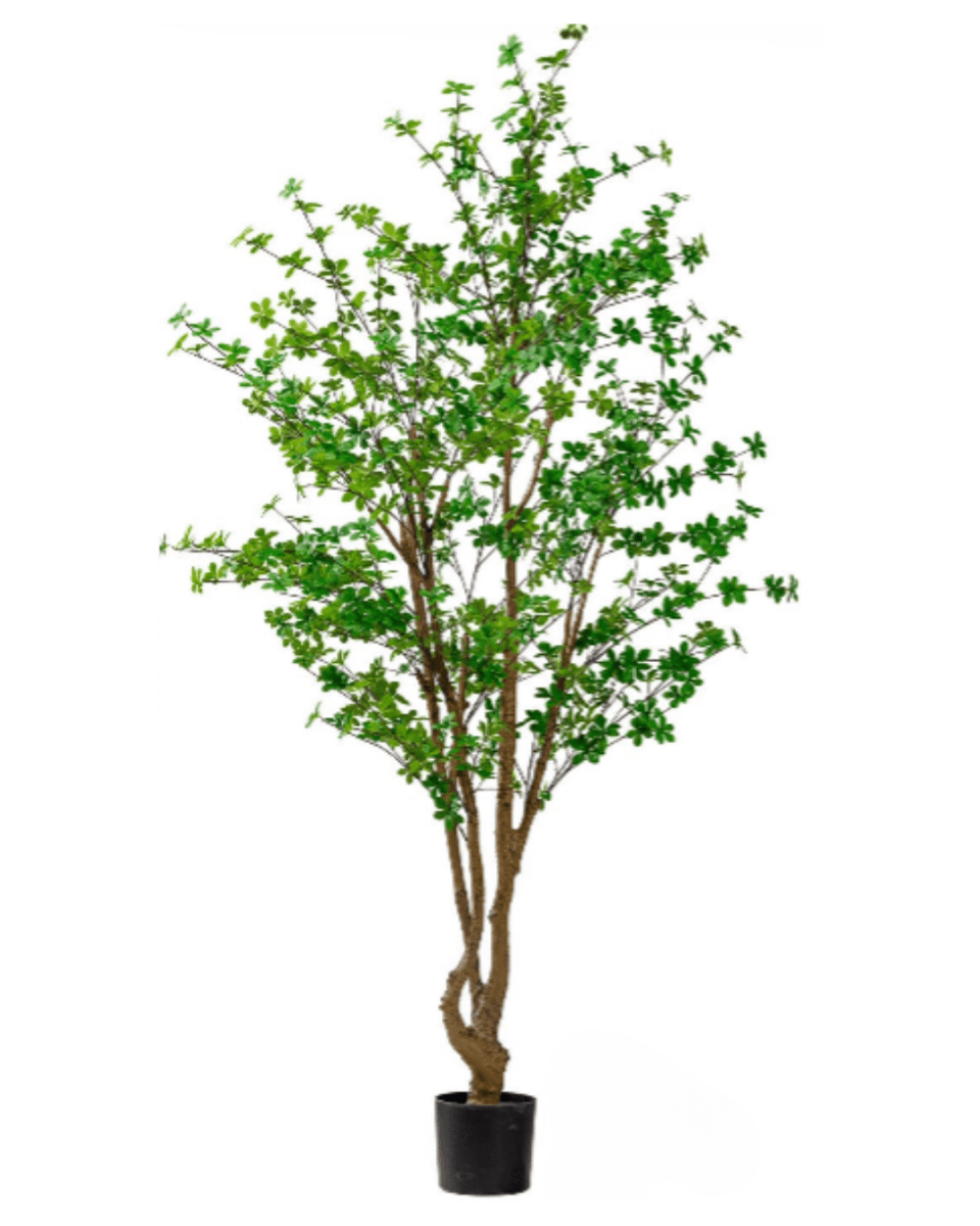 Japanese Andromeda (Faux) - Potted plant - 1838465396219318279 - 0 - Tumbleweed Plants - Online Plant Delivery Singapore