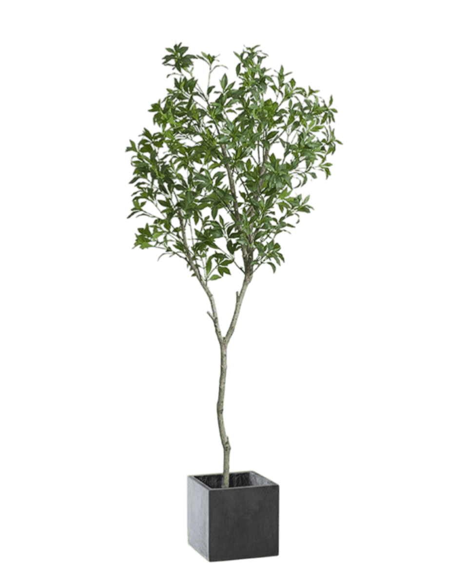 Japanese Andromeda - Real - Trunk Artificial - Potted plant - 4921603839547 - Tumbleweed Plants - Online Plant Delivery Singapore