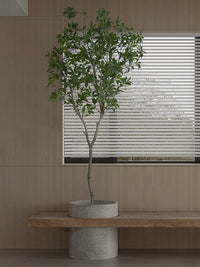 Japanese Andromeda - Real - Trunk Artificial - Potted plant - 4921603839547 - Tumbleweed Plants - Online Plant Delivery Singapore