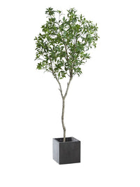 Japanese Andromeda - Real - Trunk Artificial - Potted plant - 4921603839547 - Tumbleweed Plants - Online Plant Delivery Singapore