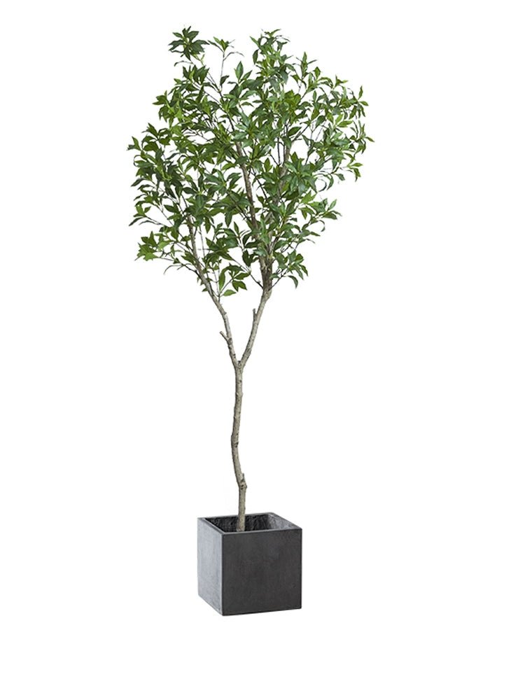 Japanese Andromeda - Real - Trunk Artificial - Potted plant - 4921603839547 - Tumbleweed Plants - Online Plant Delivery Singapore