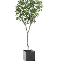 Japanese Andromeda - Real-Trunk Artificial