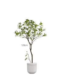 Japanese Andromeda - Real - Trunk Artificial - Potted plant - 5073729371703 - Tumbleweed Plants - Online Plant Delivery Singapore