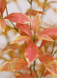 Japanese Andromeda - Real - Trunk Artificial - Potted plant - 4921603839550 - Tumbleweed Plants - Online Plant Delivery Singapore
