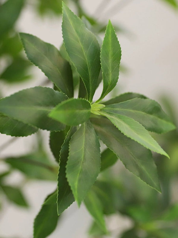 Japanese Andromeda - Real - Trunk Artificial - Potted plant - 4921603839550 - Tumbleweed Plants - Online Plant Delivery Singapore