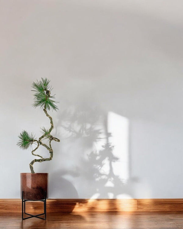 Japanese Black Pine - glass stand - Potted plant - Tumbleweed Plants - Online Plant Delivery Singapore