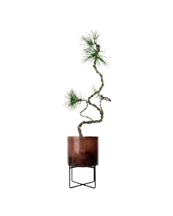 Japanese Black Pine - glass stand - Potted plant - Tumbleweed Plants - Online Plant Delivery Singapore