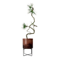 Japanese Black Pine