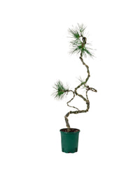 Japanese Black Pine - grow pot - Potted plant - Tumbleweed Plants - Online Plant Delivery Singapore