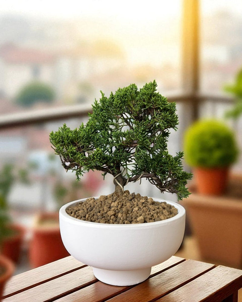 Japanese Juniperus Shinpaku - Potted plant - POTT - JAPA - 7266 - Tumbleweed Plants - Online Plant Delivery Singapore