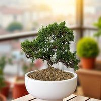 Japanese Juniperus Shinpaku