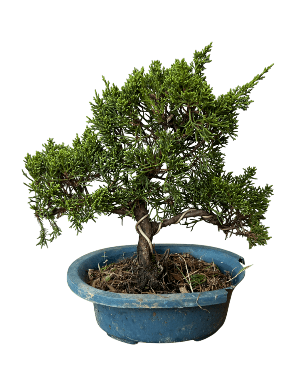 Japanese Juniperus Shinpaku - Potted plant - POTT - JAPA - 7266 - Tumbleweed Plants - Online Plant Delivery Singapore