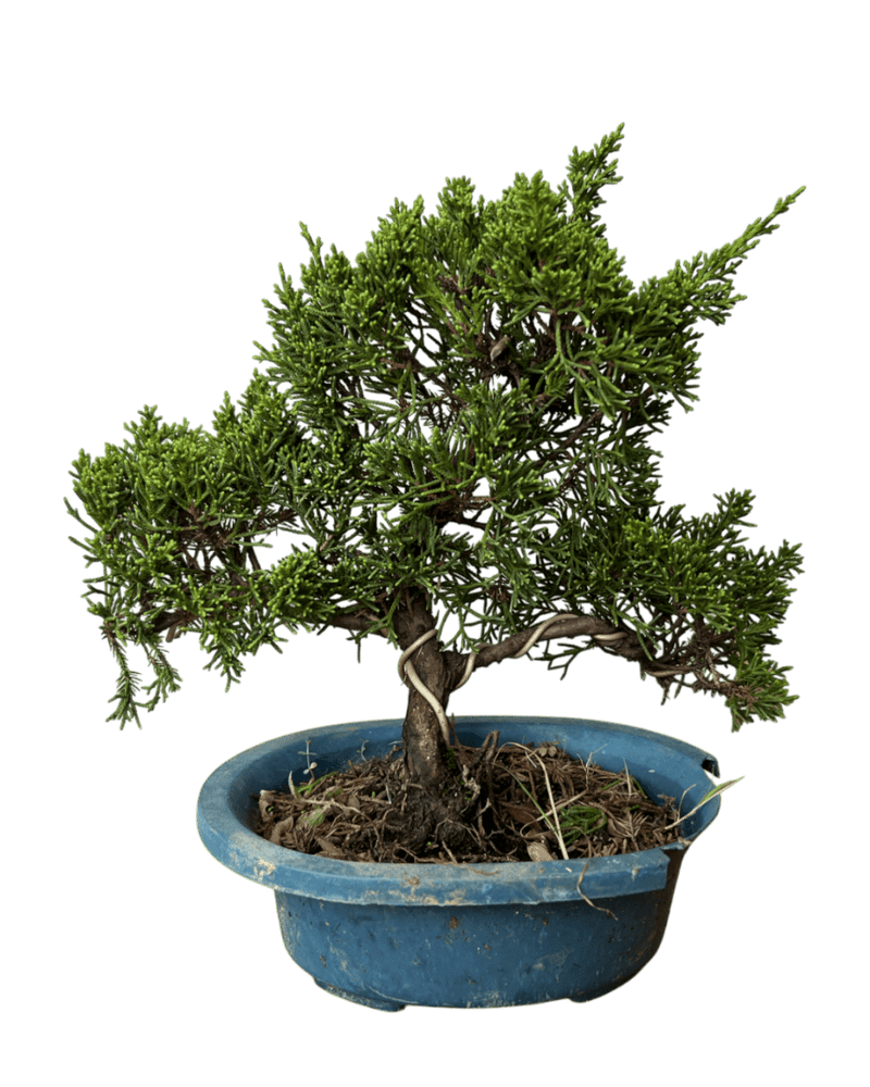 Japanese Juniperus Shinpaku - Potted plant - POTT - JAPA - 7266 - Tumbleweed Plants - Online Plant Delivery Singapore
