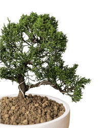 Japanese Juniperus Shinpaku - Potted plant - POTT - JAPA - 7267 - Tumbleweed Plants - Online Plant Delivery Singapore