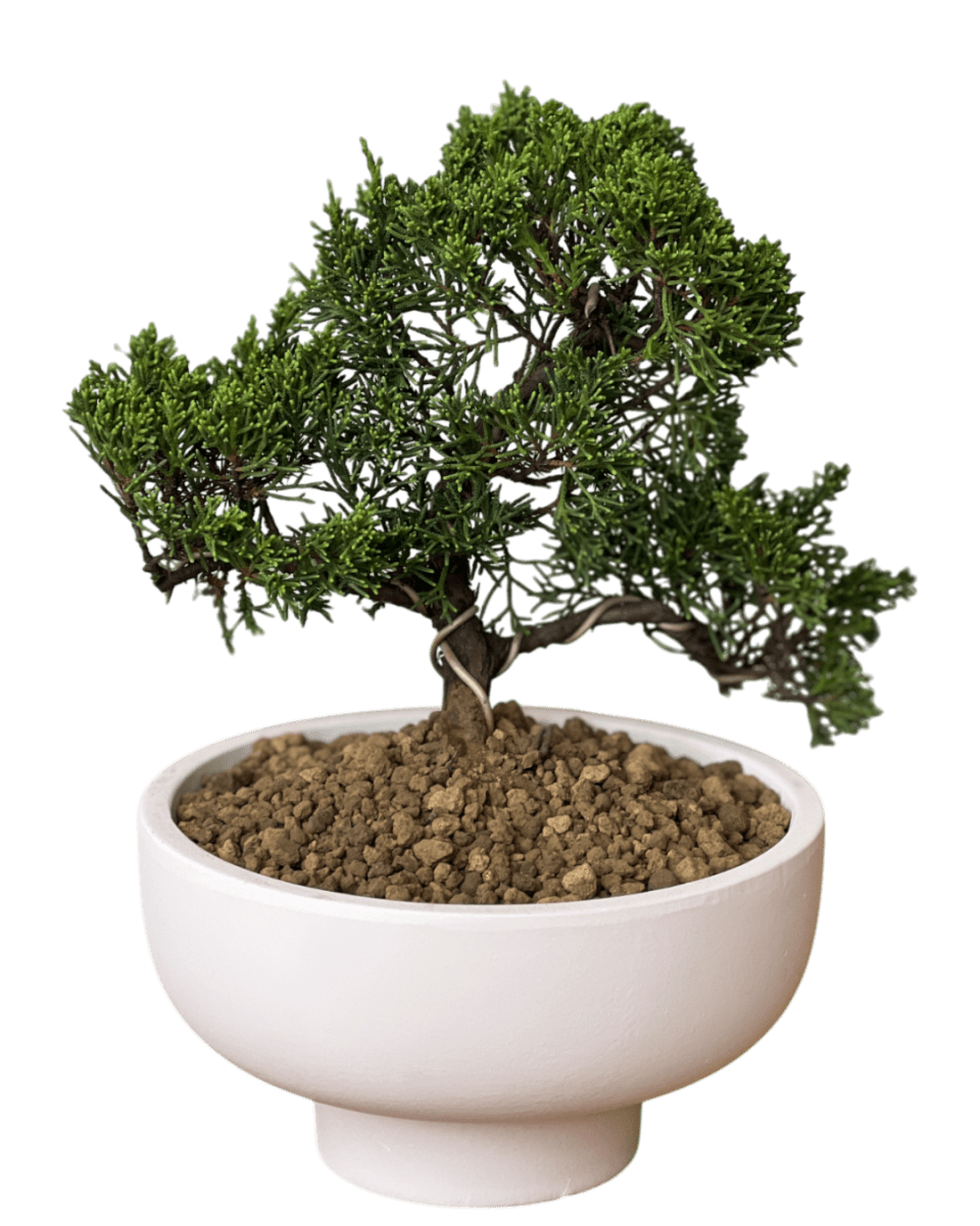 Japanese Juniperus Shinpaku - Potted plant - POTT - JAPA - 7267 - Tumbleweed Plants - Online Plant Delivery Singapore