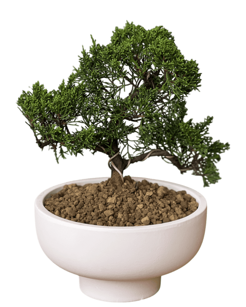 Japanese Juniperus Shinpaku - Potted plant - POTT - JAPA - 7267 - Tumbleweed Plants - Online Plant Delivery Singapore