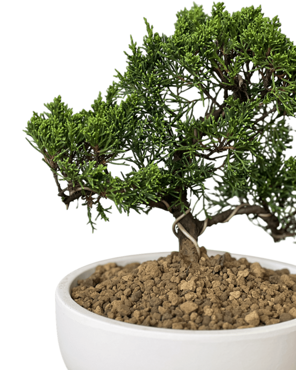 Japanese Juniperus Shinpaku - Potted plant - POTT - JAPA - 7267 - Tumbleweed Plants - Online Plant Delivery Singapore